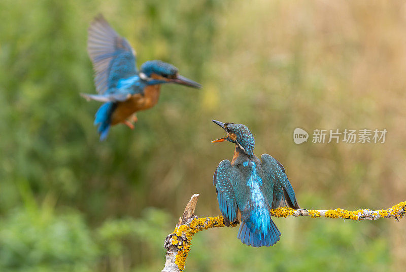 与普通翠鸟战斗(Alcedo atthis)